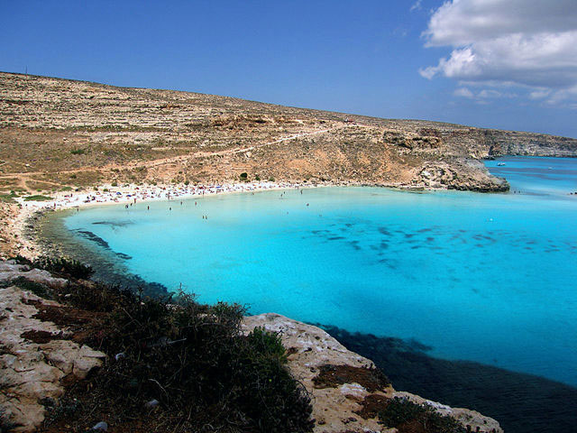 Conigli badvik. Lampedusa.